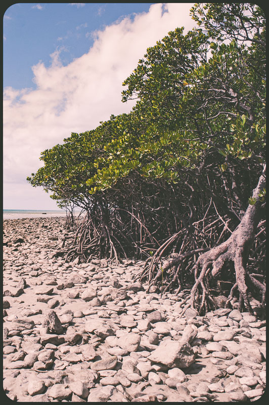 Daintree, Australia by Daniel Bornstein