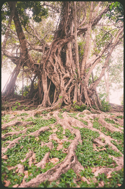Daintree, Australia by Daniel Bornstein