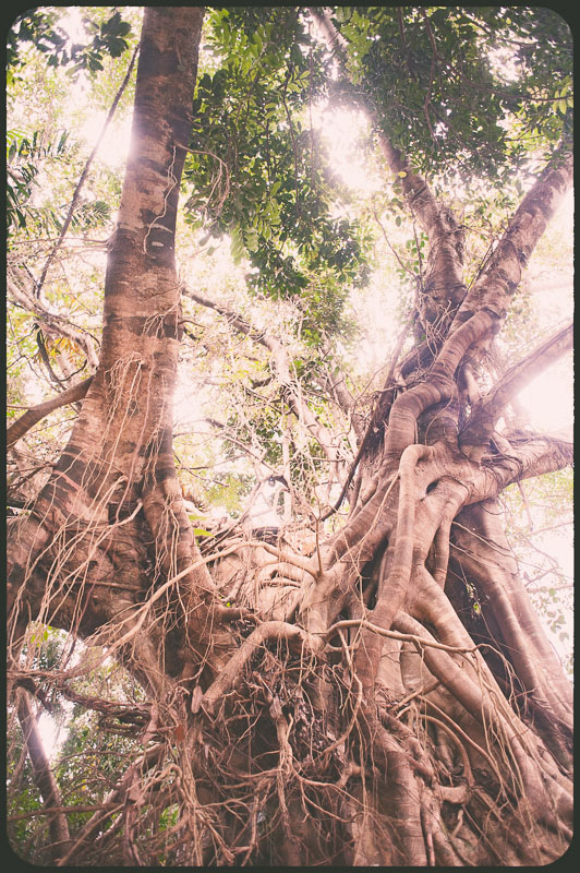 Daintree, Australia by Daniel Bornstein
