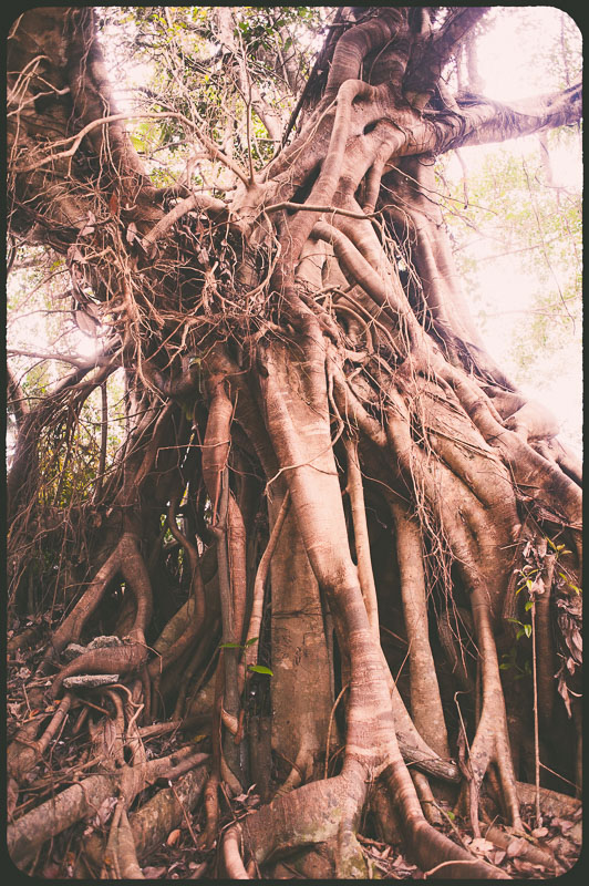 Daintree, Australia by Daniel Bornstein