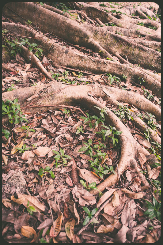 Daintree, Australia by Daniel Bornstein
