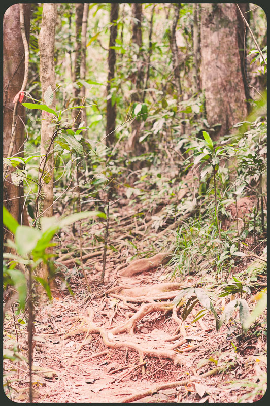 Daintree, Australia by Daniel Bornstein