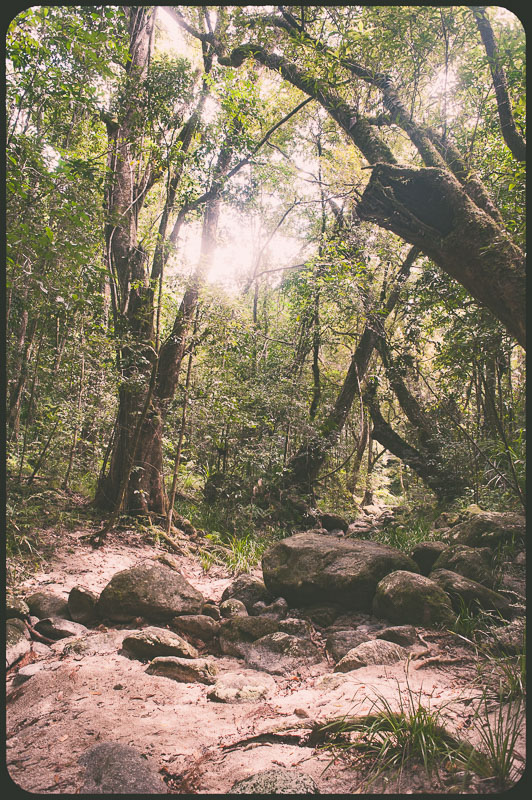 Daintree, Australia by Daniel Bornstein