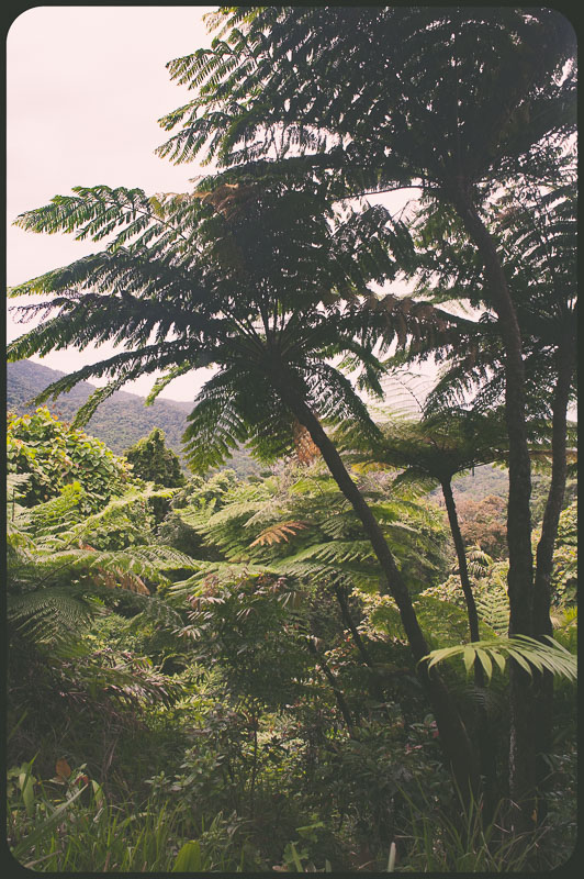 Daintree, Australia by Daniel Bornstein