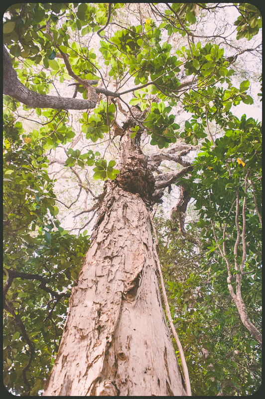 Daintree, Australia by Daniel Bornstein