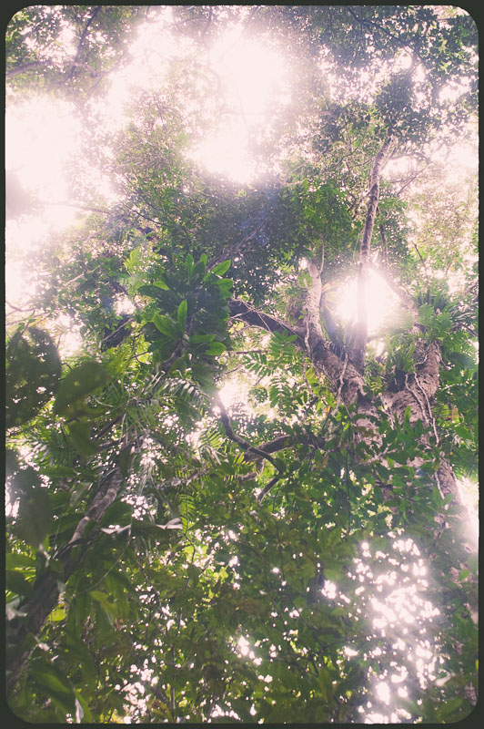 Daintree, Australia by Daniel Bornstein