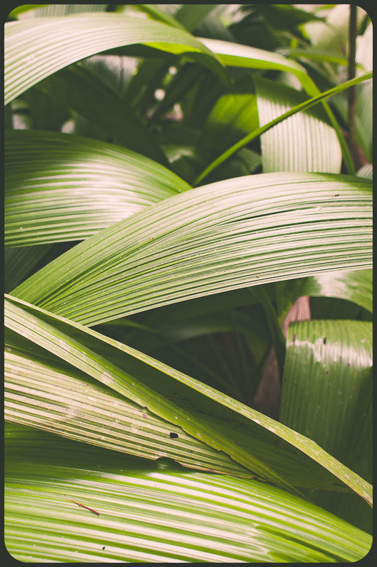 Daintree, Australia by Daniel Bornstein