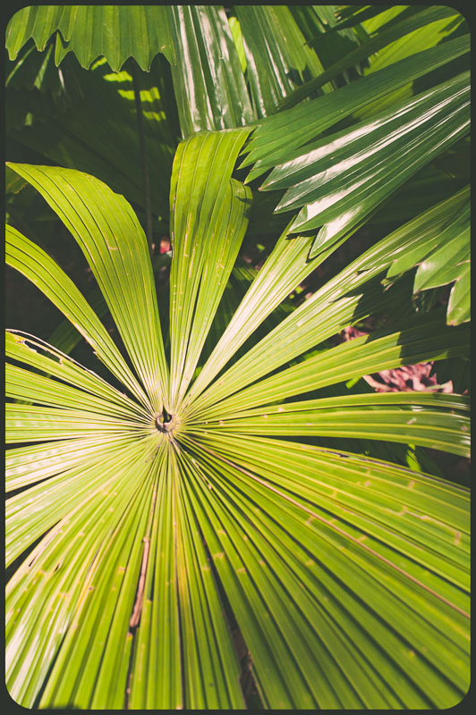 Daintree, Australia by Daniel Bornstein