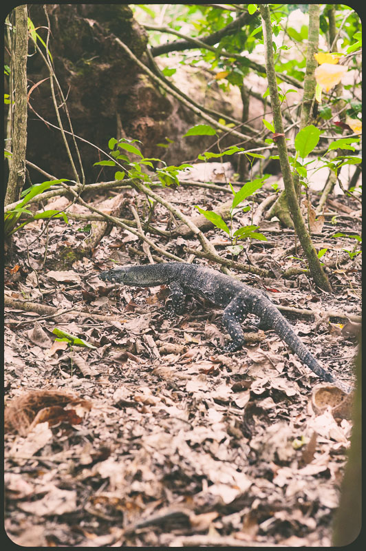 Daintree, Australia by Daniel Bornstein