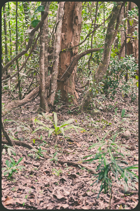Daintree, Australia by Daniel Bornstein