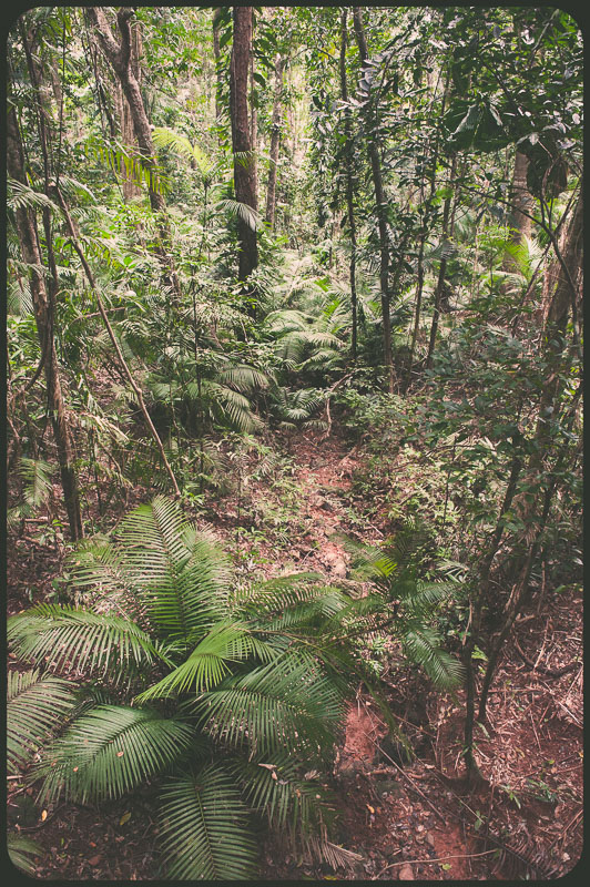 Daintree, Australia by Daniel Bornstein