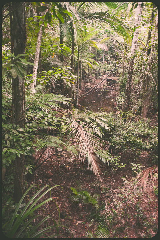 Daintree, Australia by Daniel Bornstein