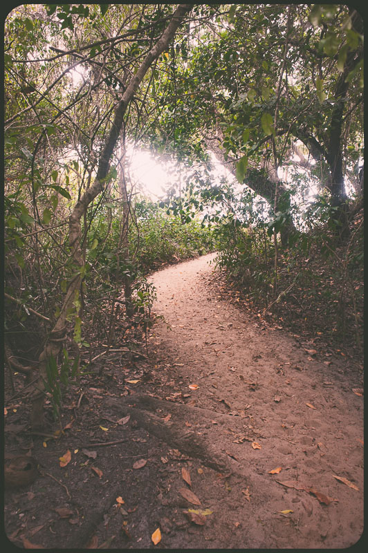 Daintree, Australia by Daniel Bornstein